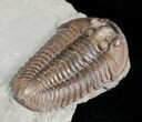 Flexicalymene Trilobite From Indiana #5607-3